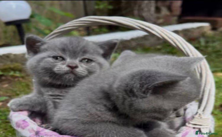 British Shorthair cats - Advert 7