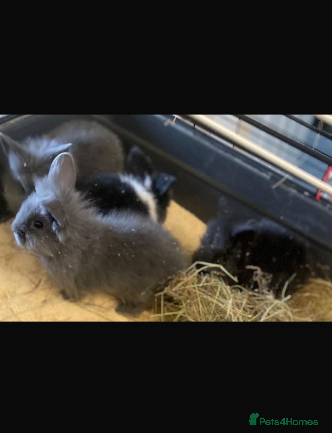 Lionhead rabbits for sale: Baby Lionhead bunnies  - Advert 5