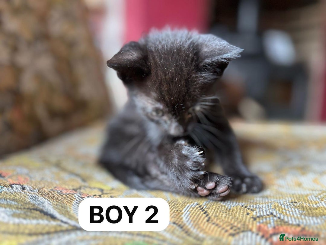British Shorthair cats for sale: Friendly and beautiful kittens - ready now  - Image 2