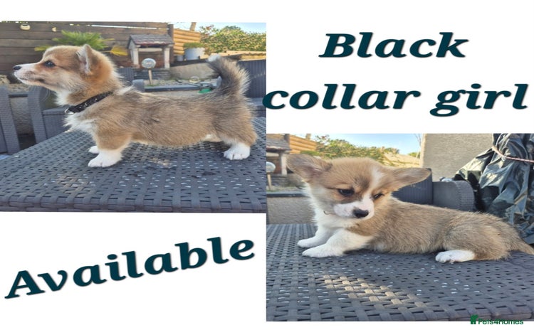 Welsh Corgi Pembroke dogs - Advert 1