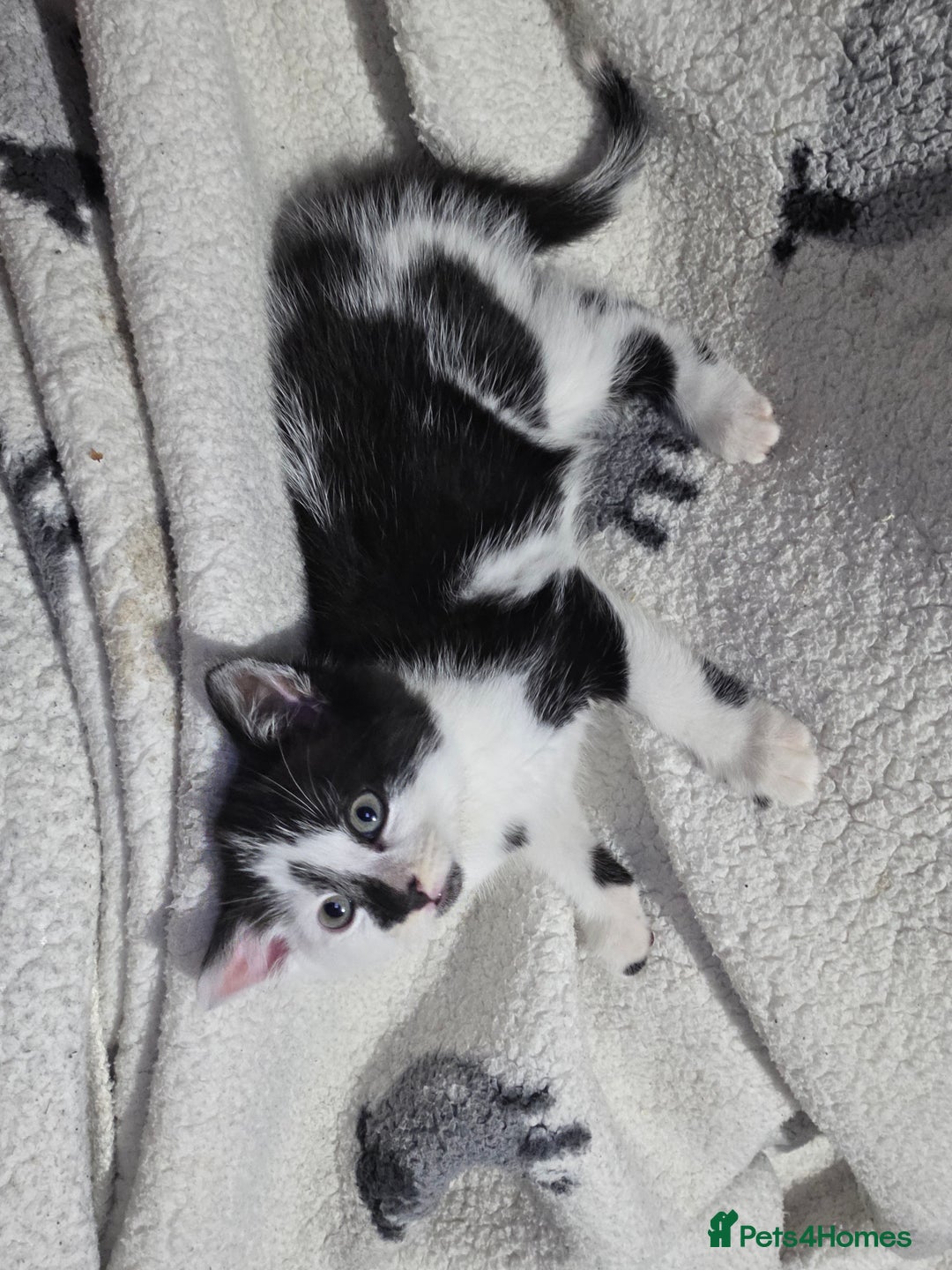 Mixed Breed cats for sale: 9 week old male kitten  - Advert 1