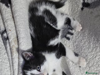 Mixed Breed cats 9 week old male kitten - Advert 1