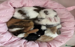 Mini Lop rabbits for sale: Rex mini lop - Image 5