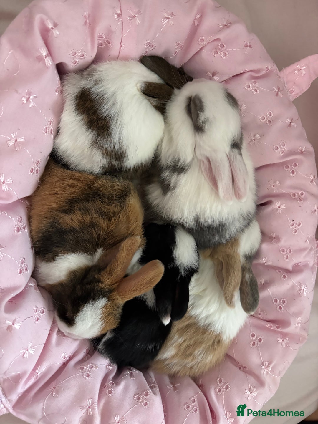 Mini Lop rabbits for sale: Rex mini lop - Image 5