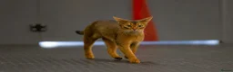Abyssinian cats for sale: Fabulous Figgy - Advert 7