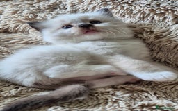 Ragdoll cats for sale: 4 Precious tica Ragdoll girls - Image 15