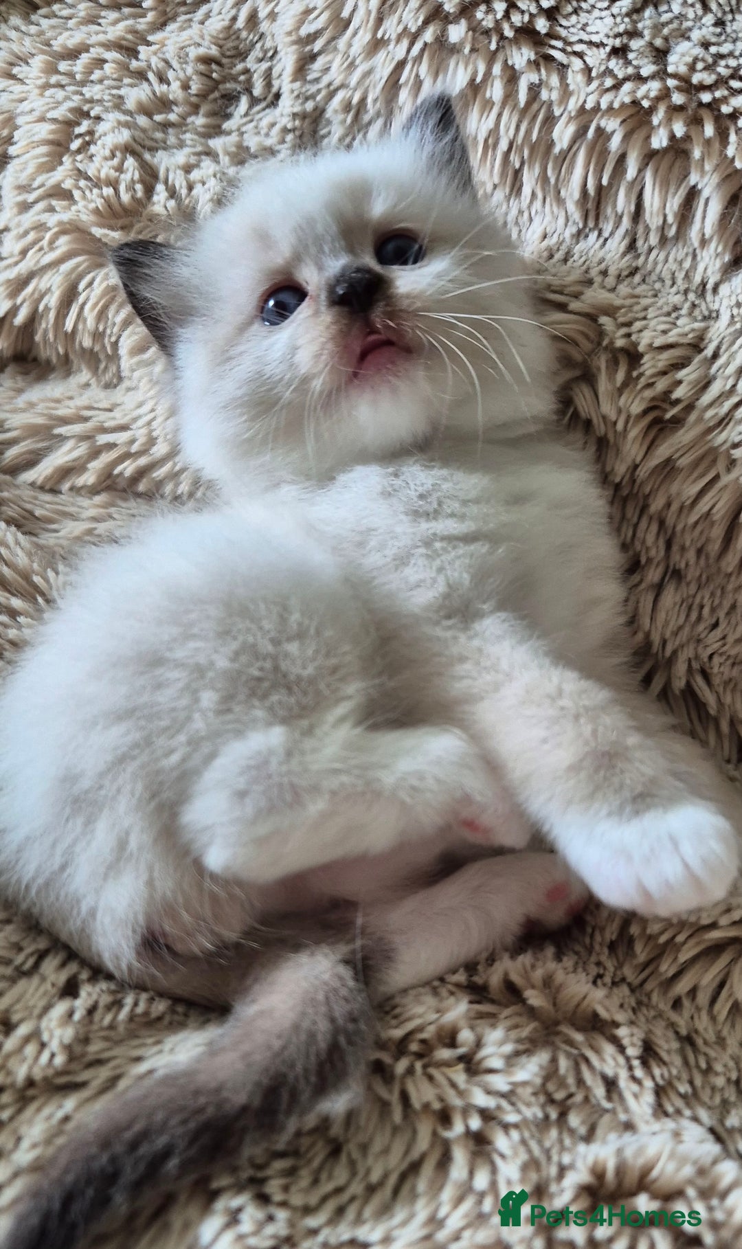 Ragdoll cats for sale: 4 Precious tica Ragdoll girls - Image 15