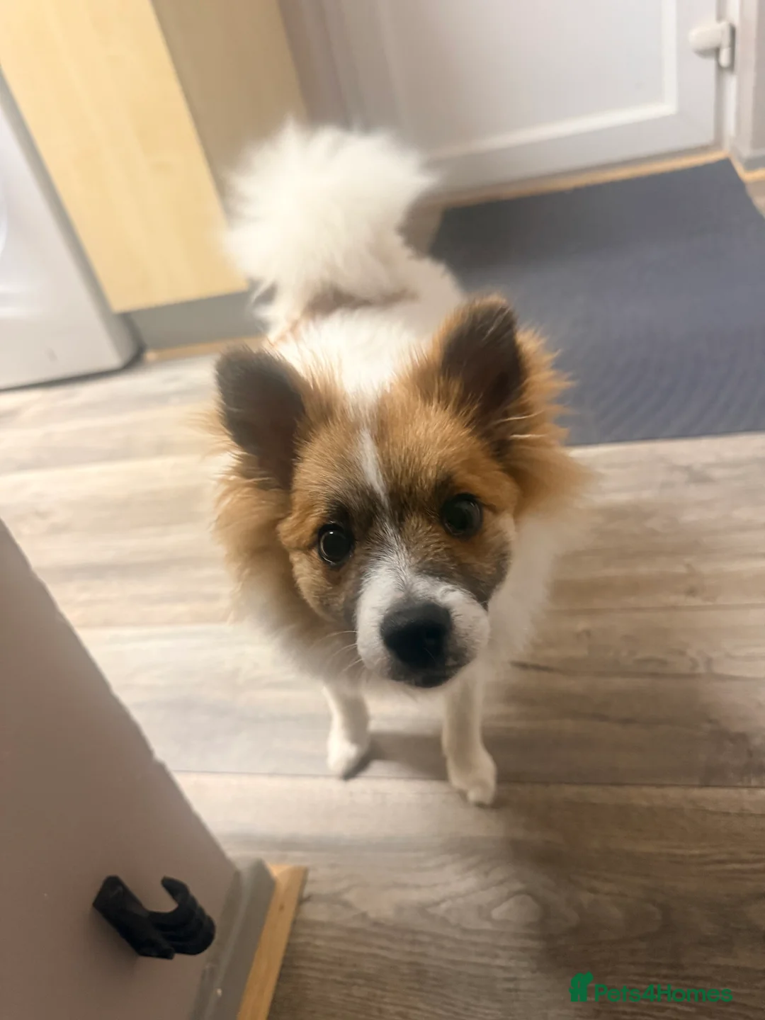Mixed Breed dogs for sale: German spitz mix with pomchi  - Advert 14