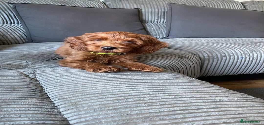 Gallery Image {{count}}