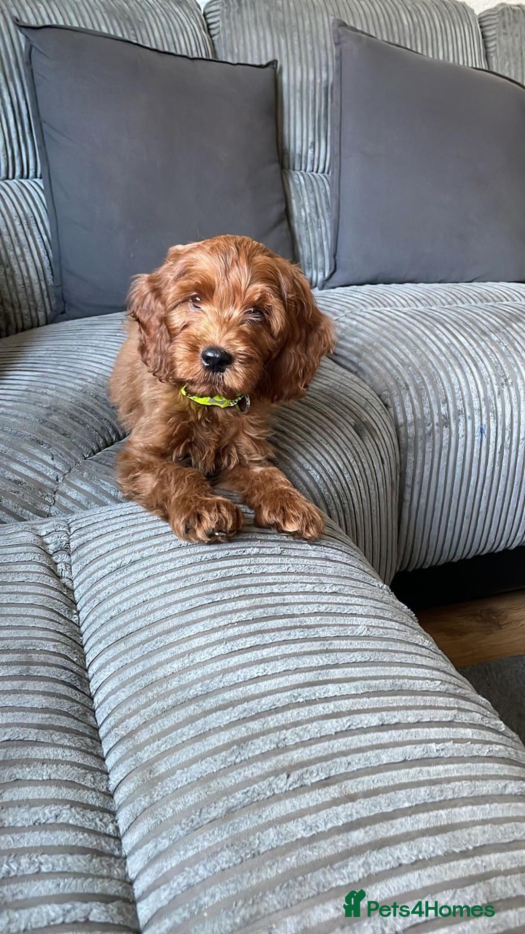 Gallery Image {{count}}