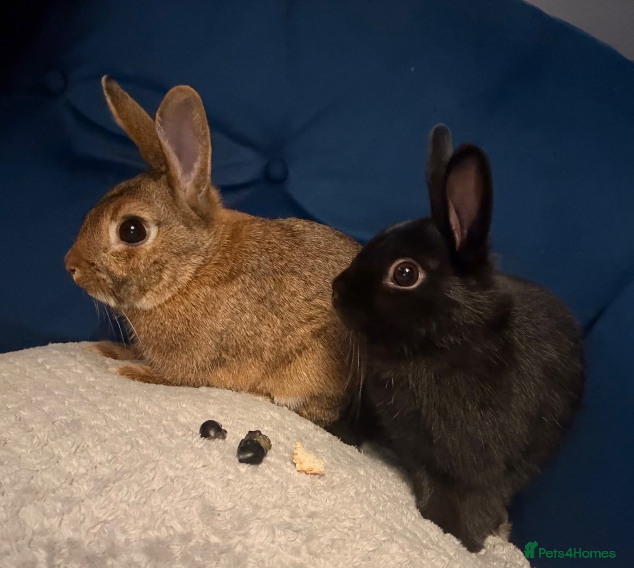 Mixed Breed rabbits Two gorgeous bonded boy rabbits for sale - Advert 4