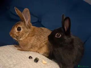 Mixed Breed rabbits Two gorgeous bonded boy rabbits for sale - Advert 1