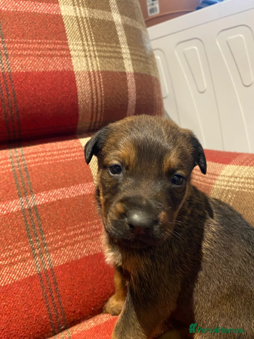 Mixed Breed dogs for sale: Rottweiler x malinois  - Advert 12