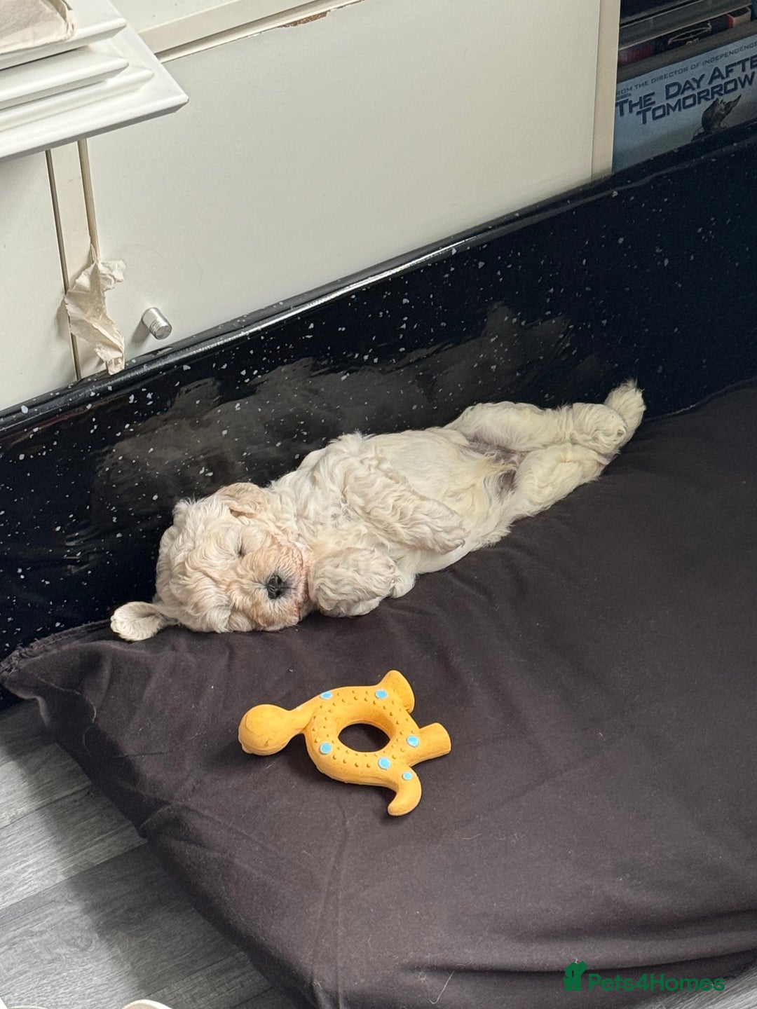 Shihpoo dogs for stud: gorgeous Shihpoo boy for studding  - Image 11