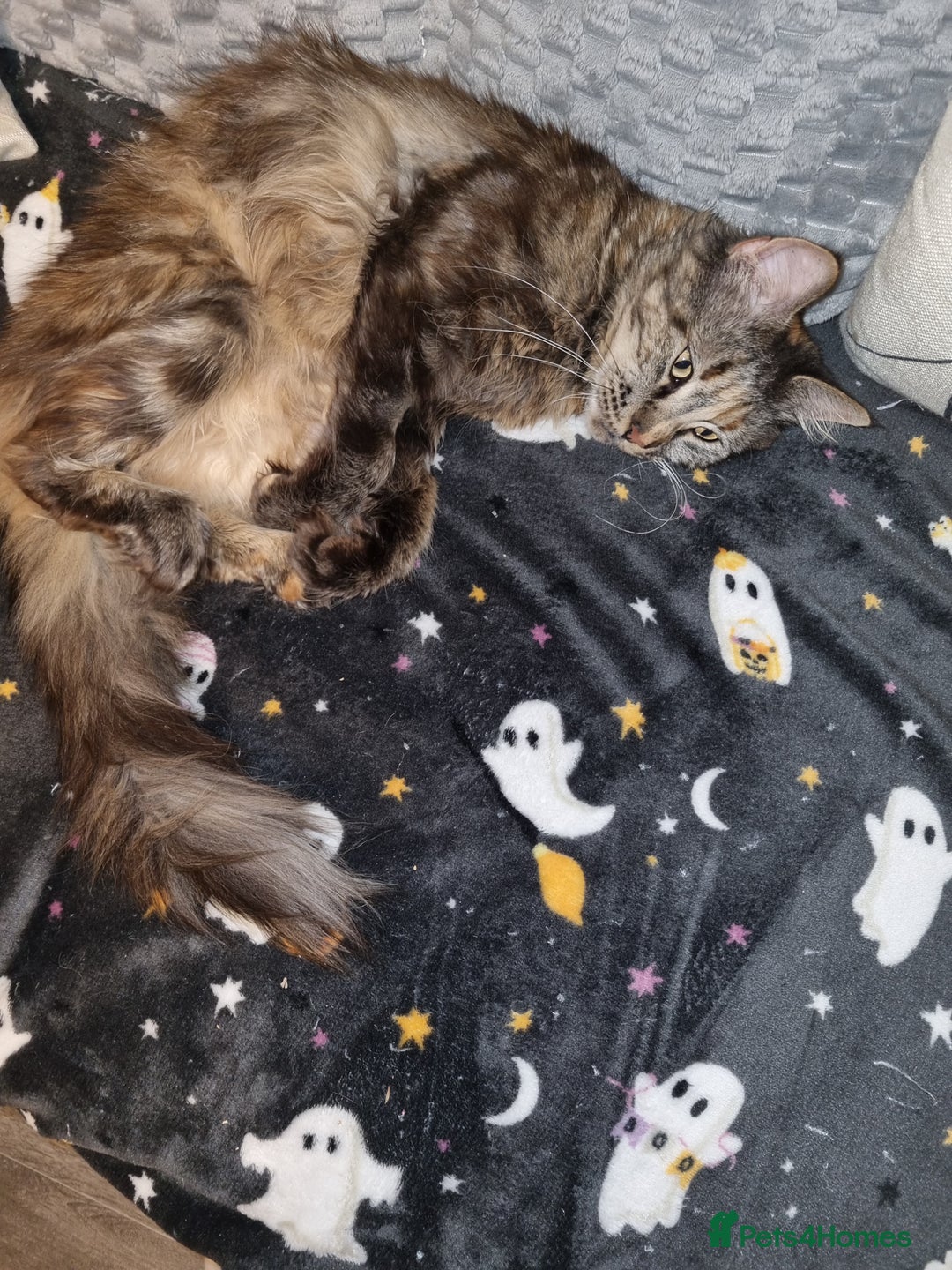 Maine Coon cats for sale: GCCF registered maine coon  - Advert 2