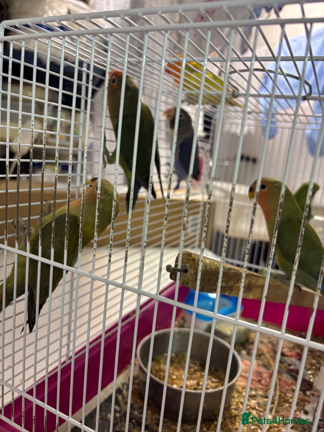 Lovebirds birds for sale: Young livebirds - Advert 8