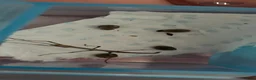 Stick Insects invertebrates for sale: Indian Stick Insects  in Calne - Advert 2