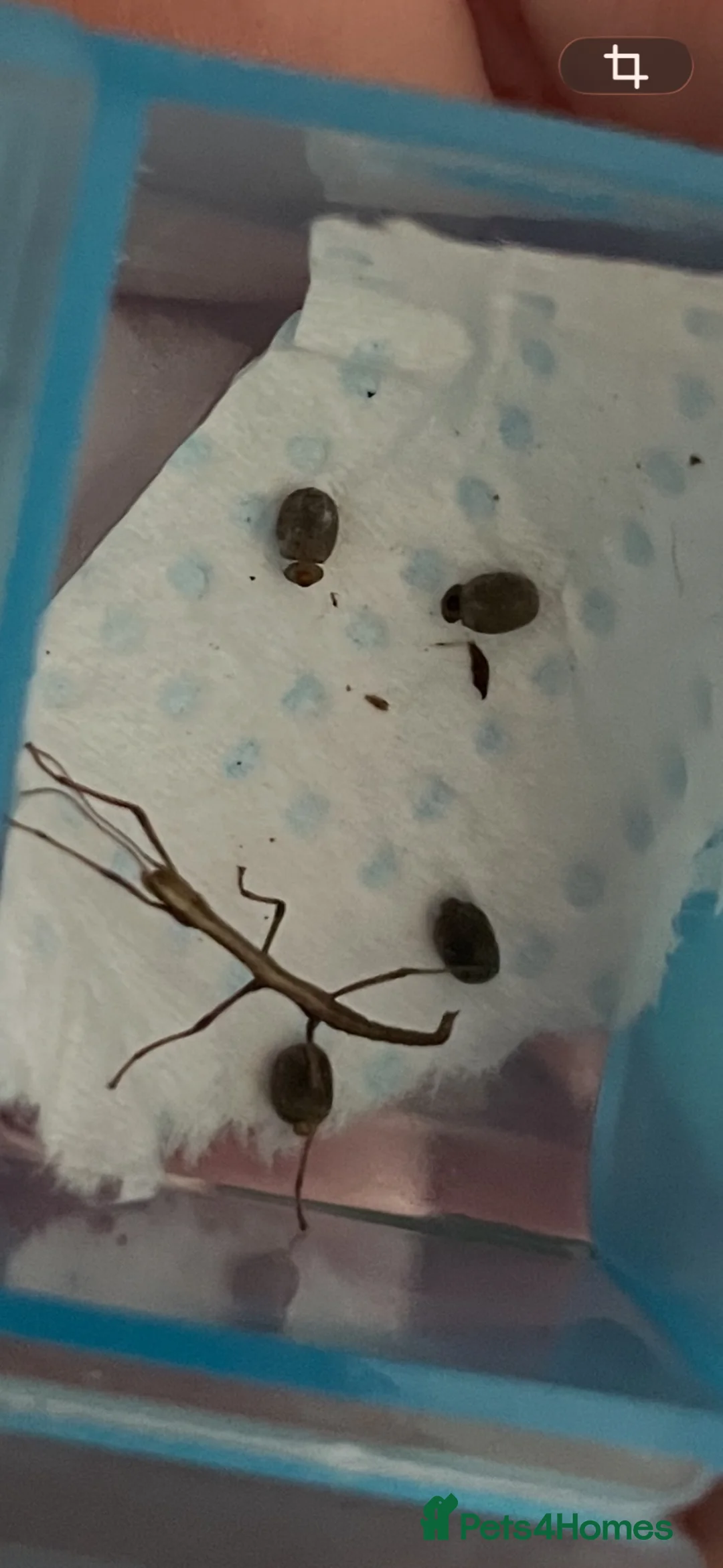 Stick Insects invertebrates for sale: Indian Stick Insects  in Calne - Advert 2