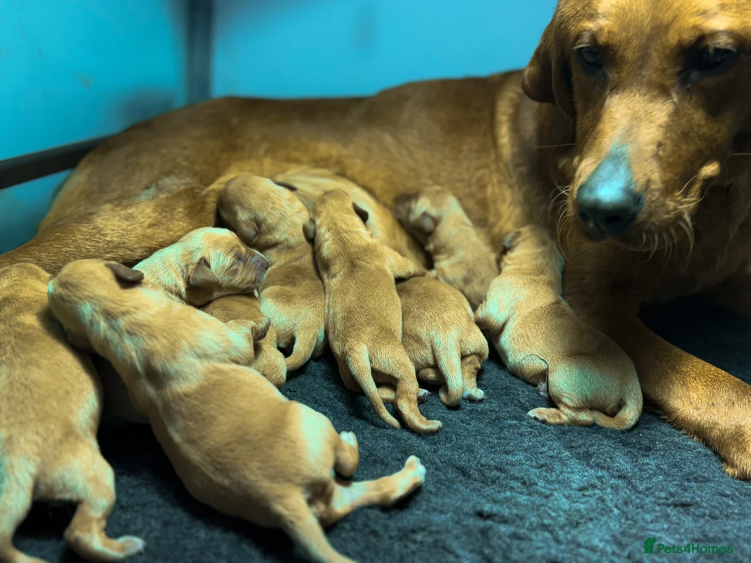 Labrador Retriever dogs for sale: Deep Red Quality Labrador Puppies - Advert 7