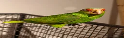 Parrots birds for sale: Baby White Fronted Amazon Parrot Hand Reared - Advert 3