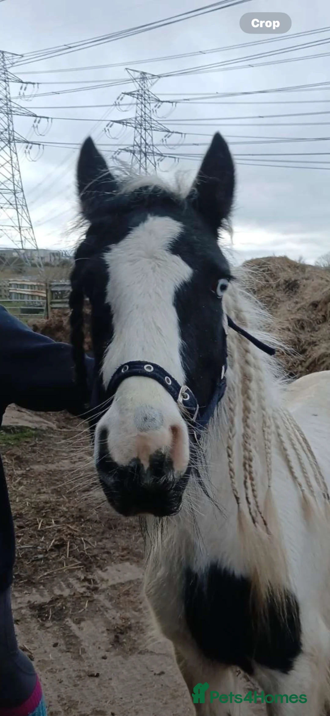 Irish Cob horses for sale: Captain - Advert 2