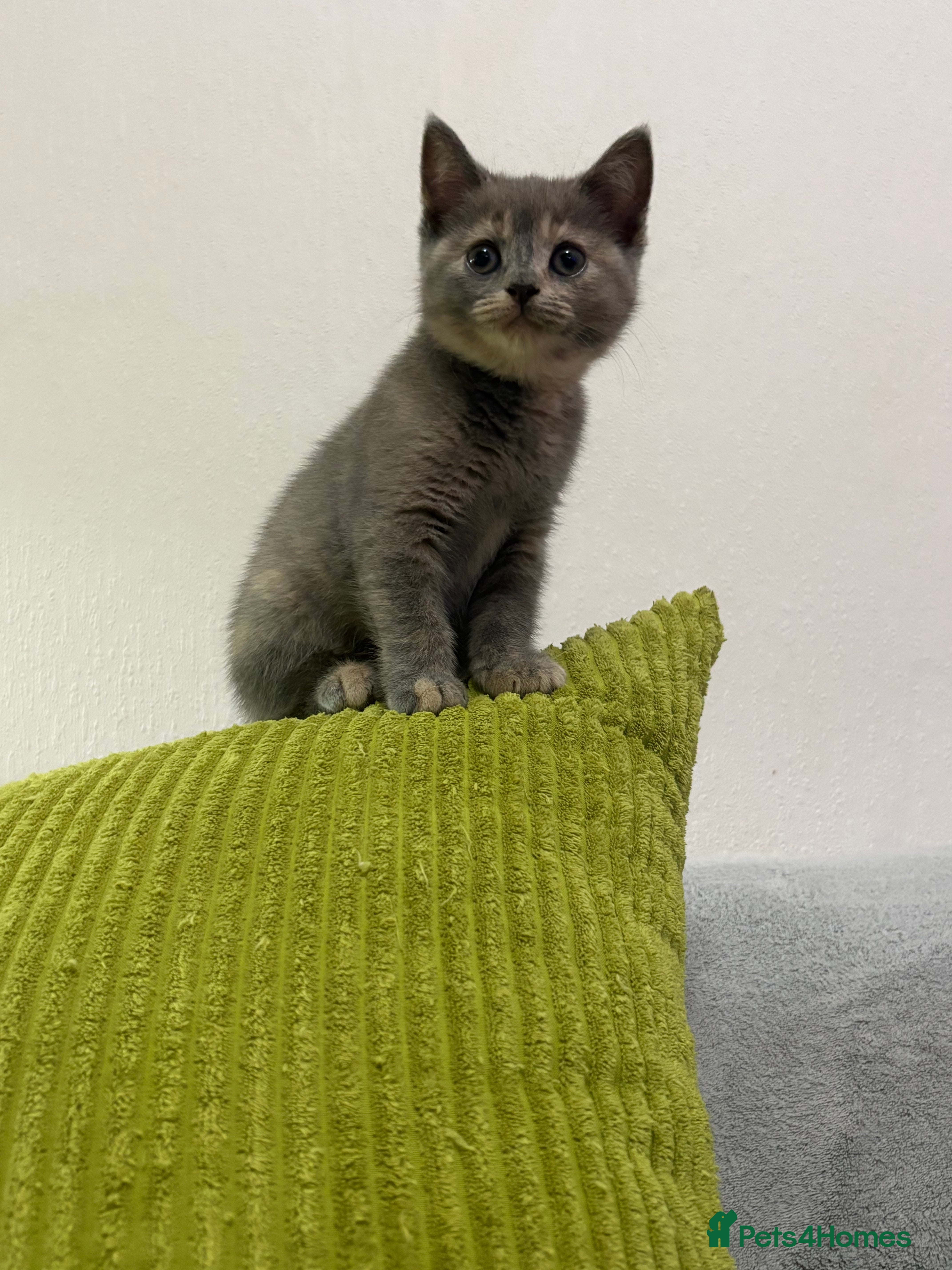 British Shorthair cats British shorthair kittens  - Advert 6