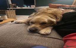 Golden Retriever dogs for stud: Golden retriever for stud  - Image 4