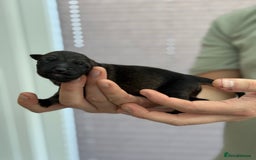 German Shepherd dogs for sale: German Shepherd Puppies  - Image 17