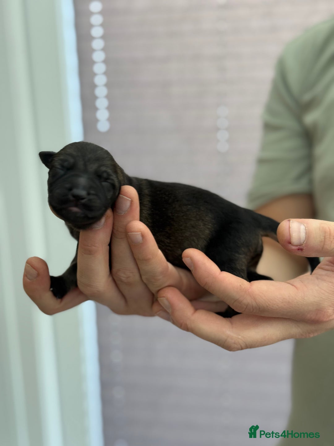 German Shepherd dogs for sale: German Shepherd Puppies  - Image 17