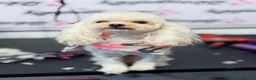 Toy Poodle dogs for stud: Asian Toy Poodle for Stud - Advert 5