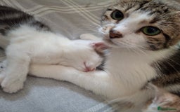 Mixed Breed cats for sale: 3 Adorable Fluffy Kittens - Image 11