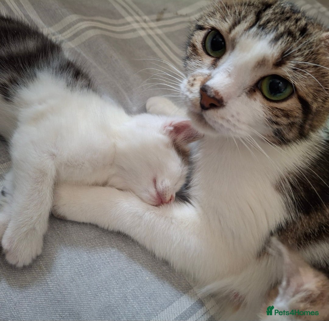 Mixed Breed cats for sale: 3 Adorable Fluffy Kittens - Image 11