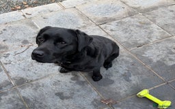 Labrador Retriever dogs for sale: Beautiful Black Labrador Bitch For Sale - Image 2