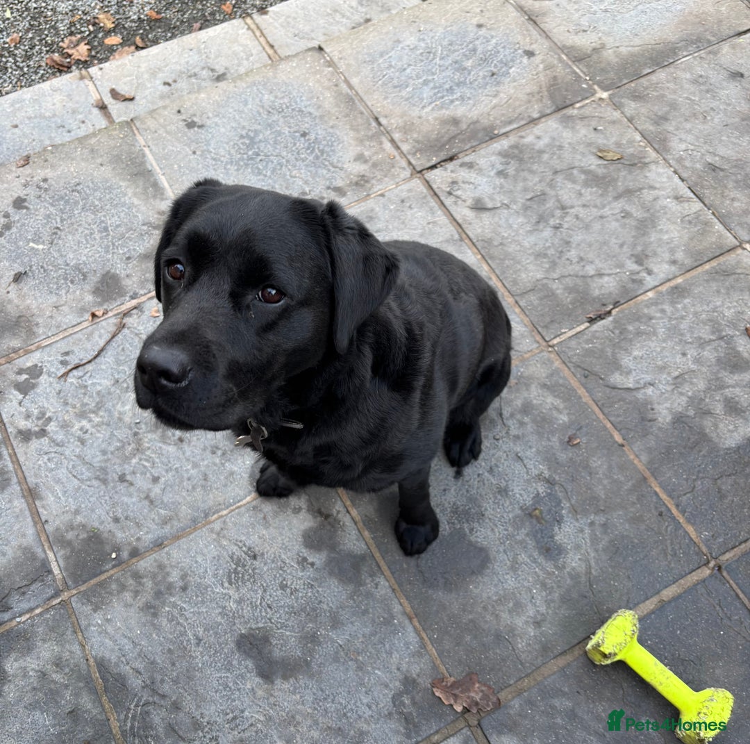 Labrador Retriever dogs for sale: Beautiful Black Labrador Bitch For Sale - Image 2