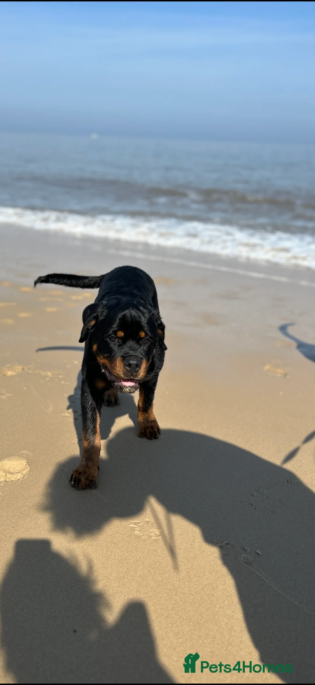 Rottweiler dogs for sale: 1 year old Rottweiler  - Advert 2