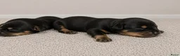 Miniature Dachshund dogs for sale: Wired dachund puppies  - Advert 26