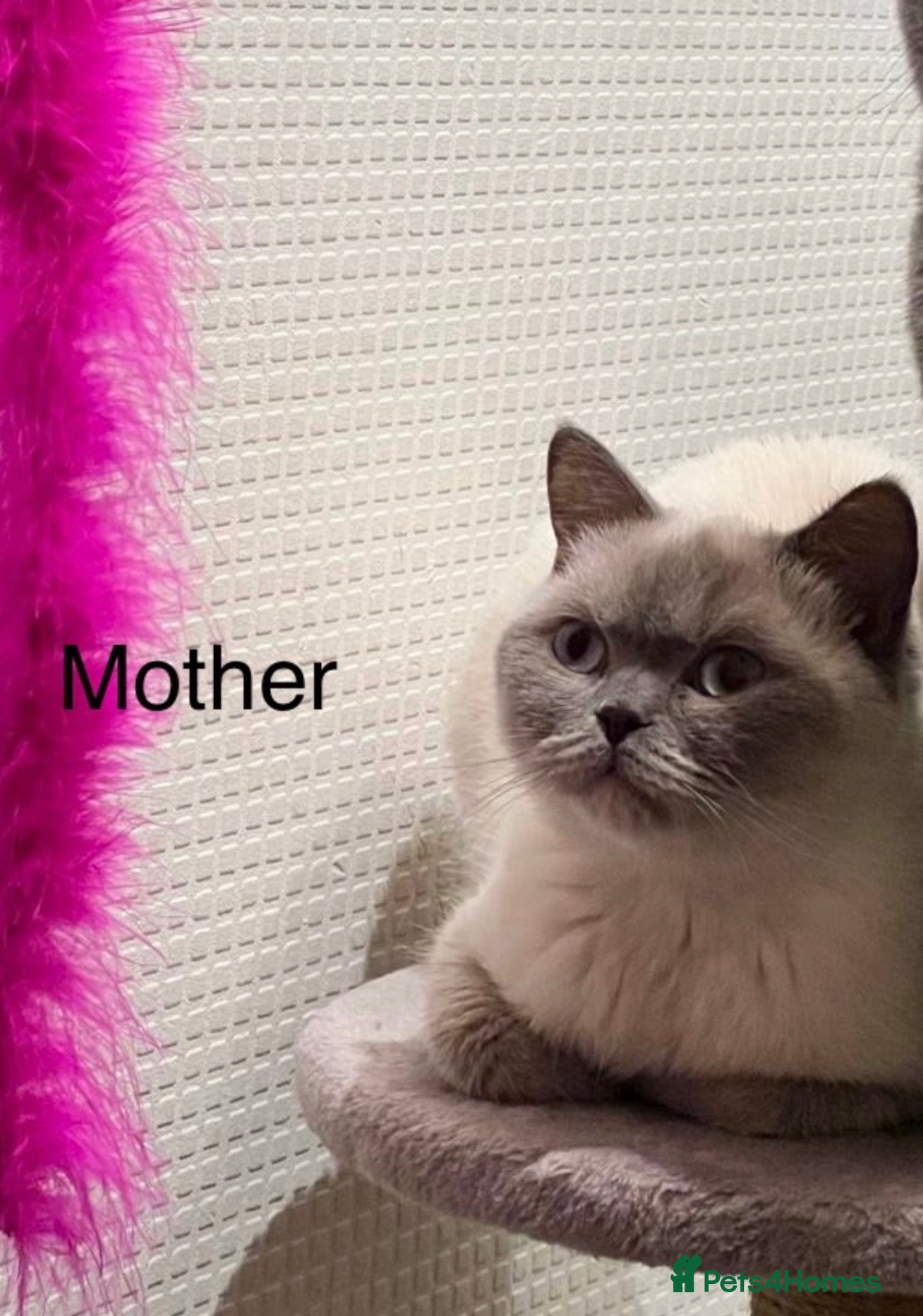 British Shorthair cats for sale: British Shorthair Kittens🐻 - Advert 1