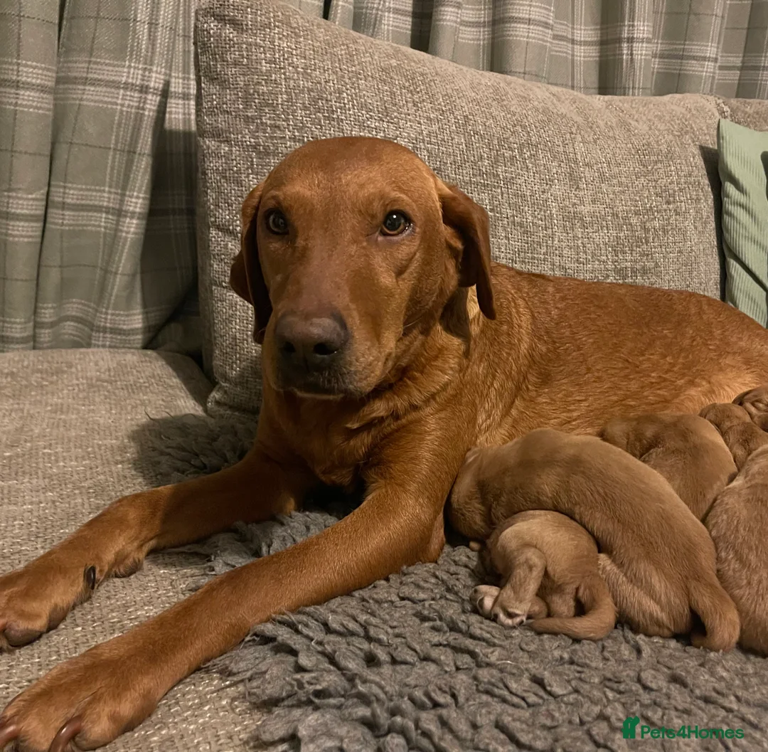 Goldador dogs for sale: Quality Fox Red Goldador Puppies - Advert 1