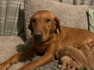 Goldador dogs Quality Fox Red Goldador Puppies - Advert 1