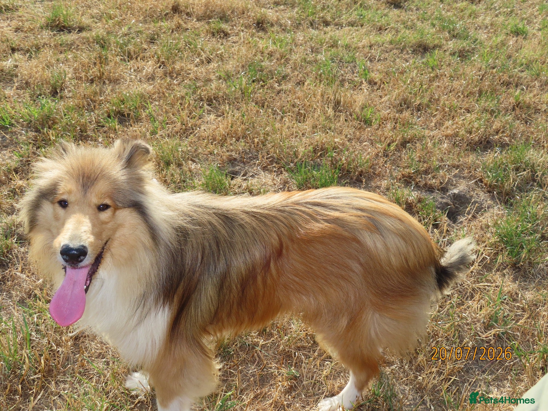 Rough Collie dogs Roughcollie girl for sale  - Advert 1