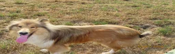 Rough Collie dogs for sale: Roughcollie girl for sale  in Worksop - Advert 1