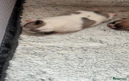 French Bulldog dogs for sale: Beautiful French Bulldog Puppies - Image 12