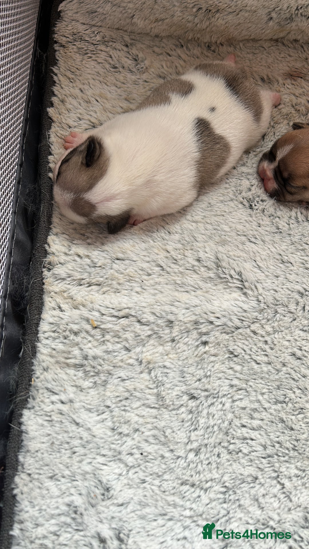 French Bulldog dogs for sale: Beautiful French Bulldog Puppies - Image 12