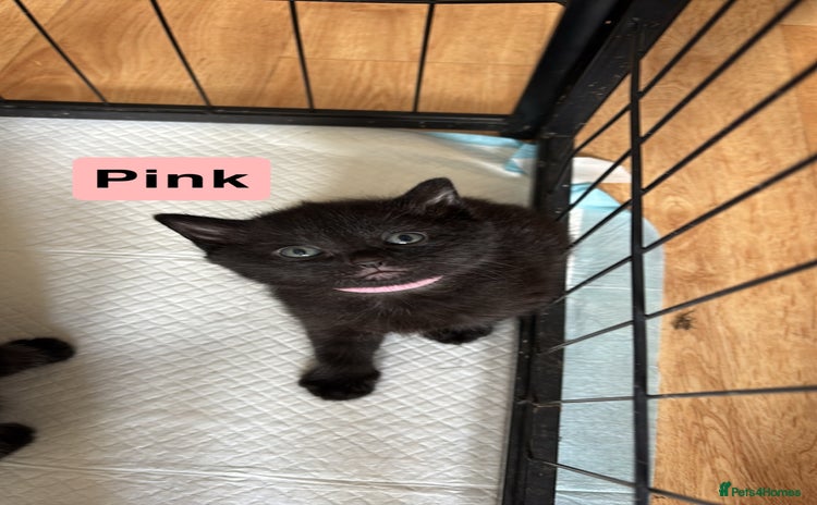 Mixed Breed cats - Advert 2