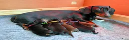 Miniature Dachshund dogs for sale: Miniature Smooth Dachshund Black & Tan - 1 Boy in Swindon - Advert 5