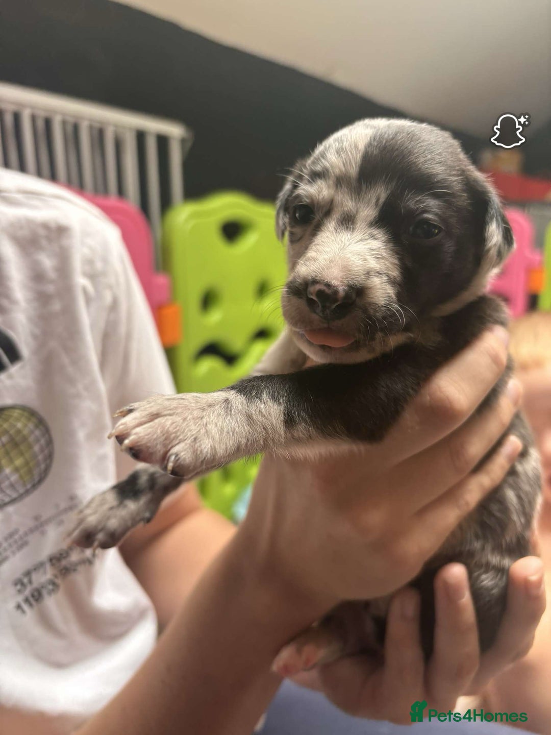 Whippet dogs for sale: Beautiful working whippets  - Image 2