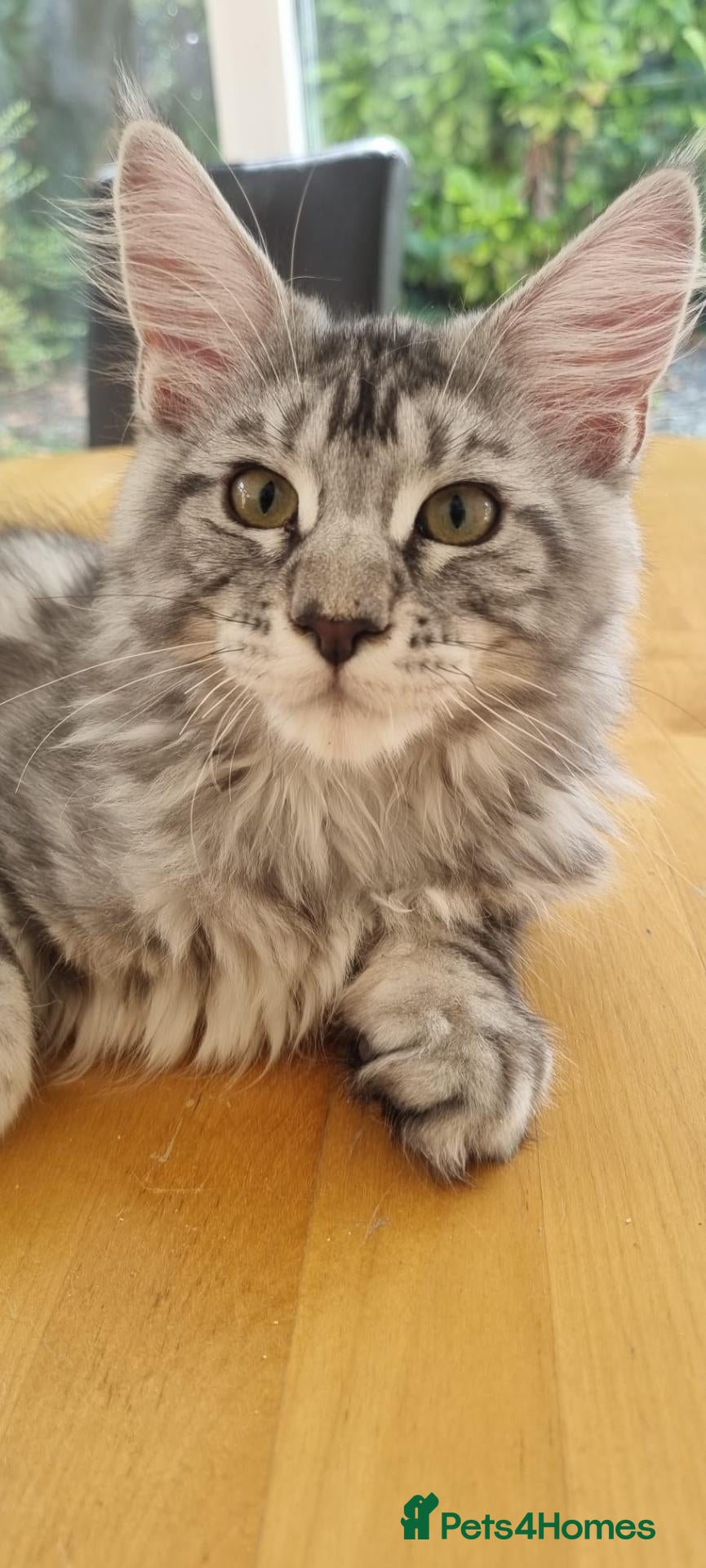 Maine Coon cats XXL Stunning TICA Reg Kitten - Champion Bloodlines - Advert 4