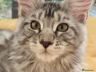 Maine Coon cats XXL Stunning TICA Reg Kitten - Champion Bloodlines - Advert 4