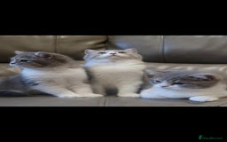 British Shorthair cats for sale: Purebred blue/White British Shorthair Kittens - Image 12