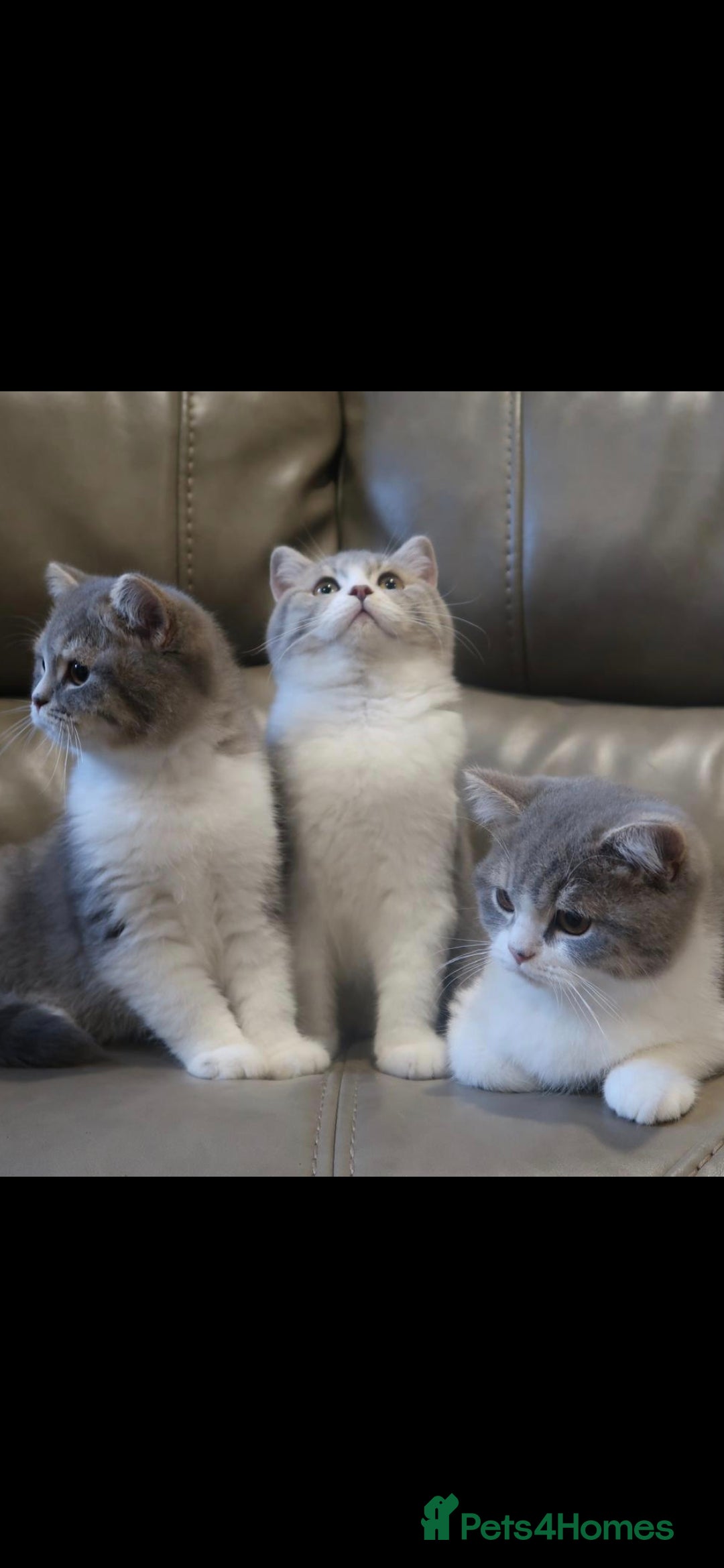 British Shorthair cats for sale: Purebred blue/White British Shorthair Kittens - Image 12
